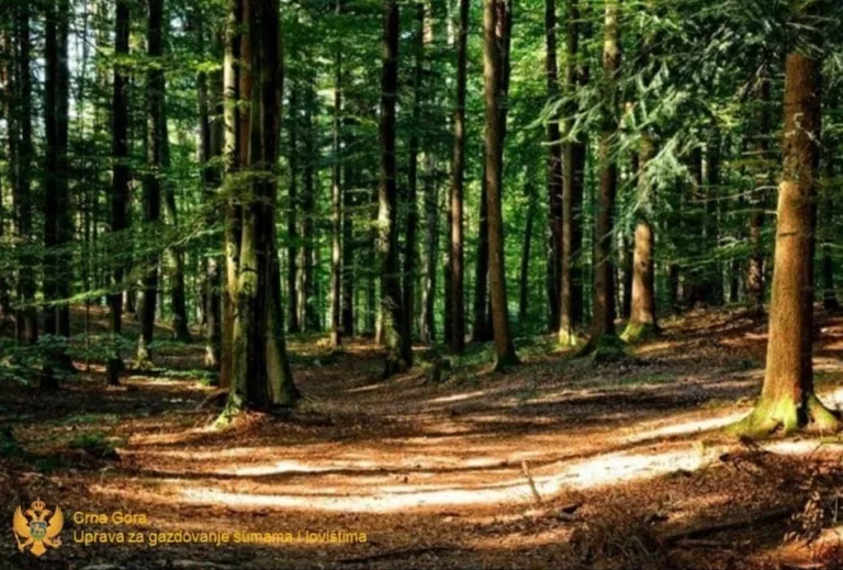Dvije osobe osumnjičene za šumsku krađu, nanijeli štetu od blizu 1.200 eura