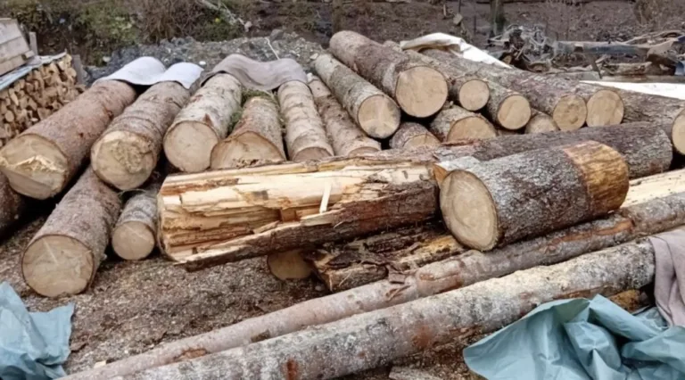 Krivična prijava protiv Beranca zbog šumske krađe: Nanio štetu državi od skoro tri hiljade eura